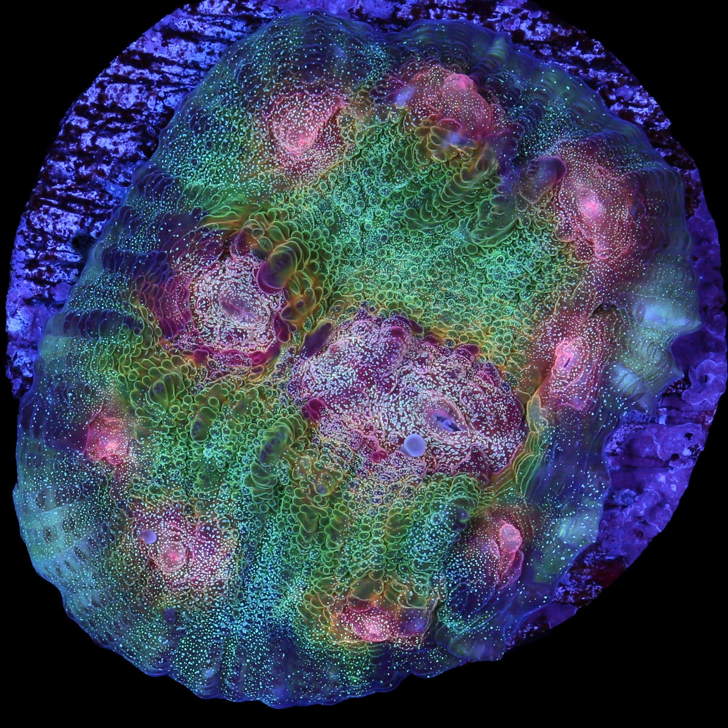 Mindbender Mycedium Coral