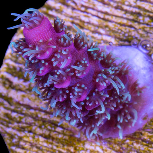 Raspberry Millepora Coral