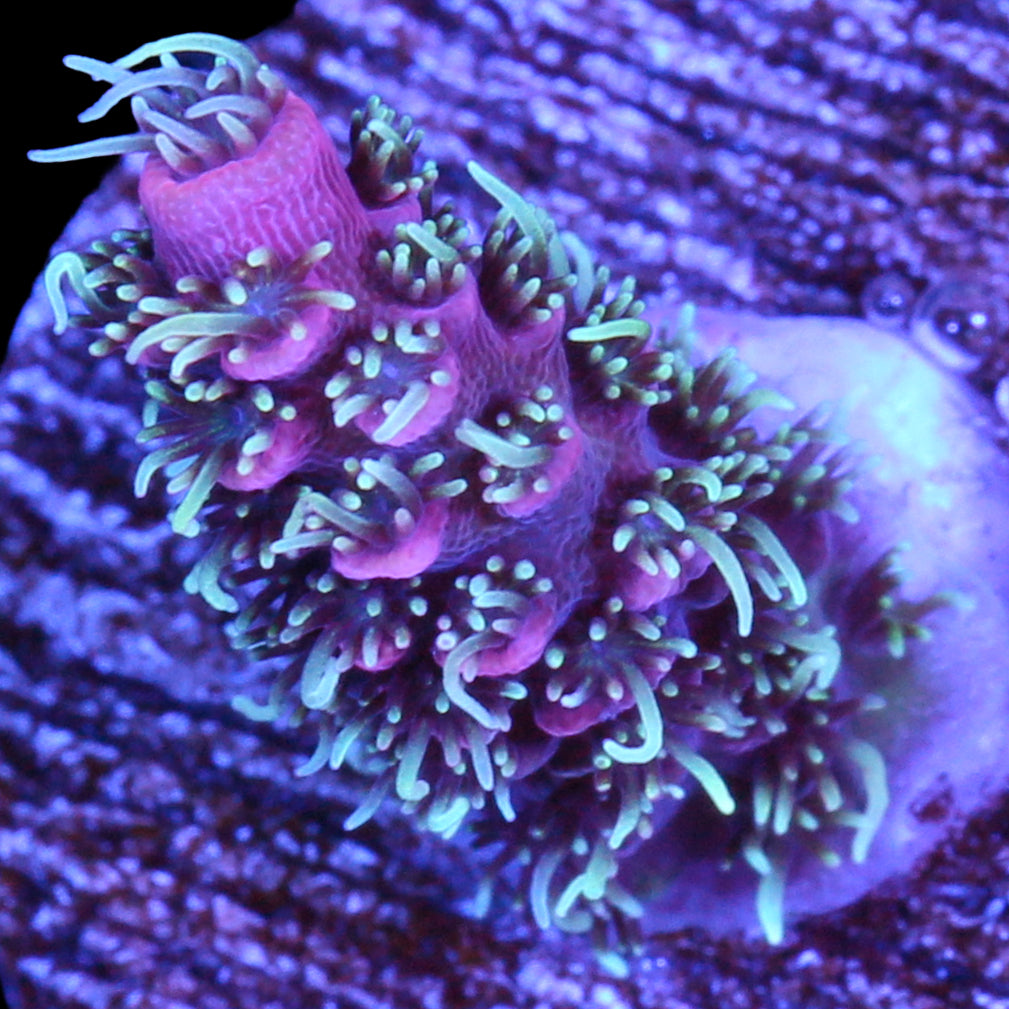 Raspberry Millepora Coral