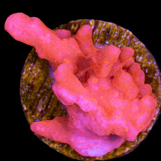 Montipora Setosa Coral