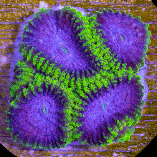 Raptors Peace Favia Coral