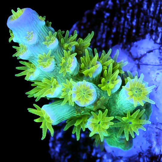 R66 Magic Marker Tenuis Acropora Coral