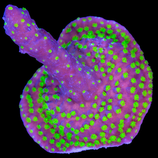 Vivid Tricolor Acropora Coral