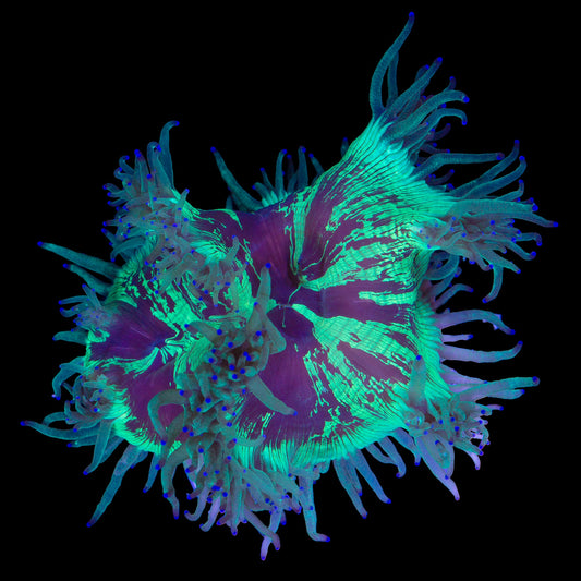 Purple Tip Aussie Elegance Coral