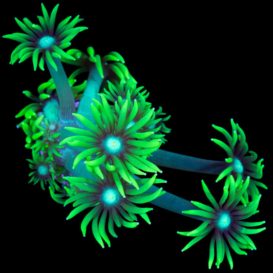 Nuclear Goniopora Coral
