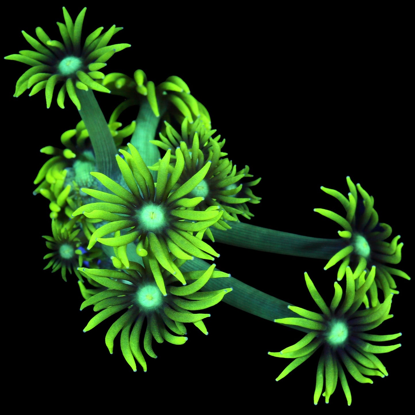 Nuclear Goniopora Coral