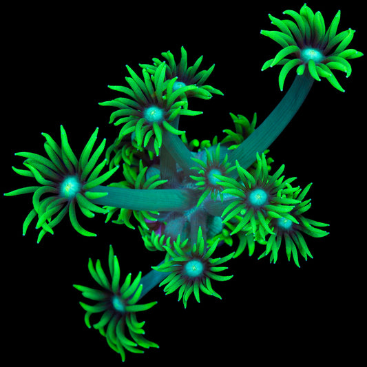 Nuclear Goniopora Coral