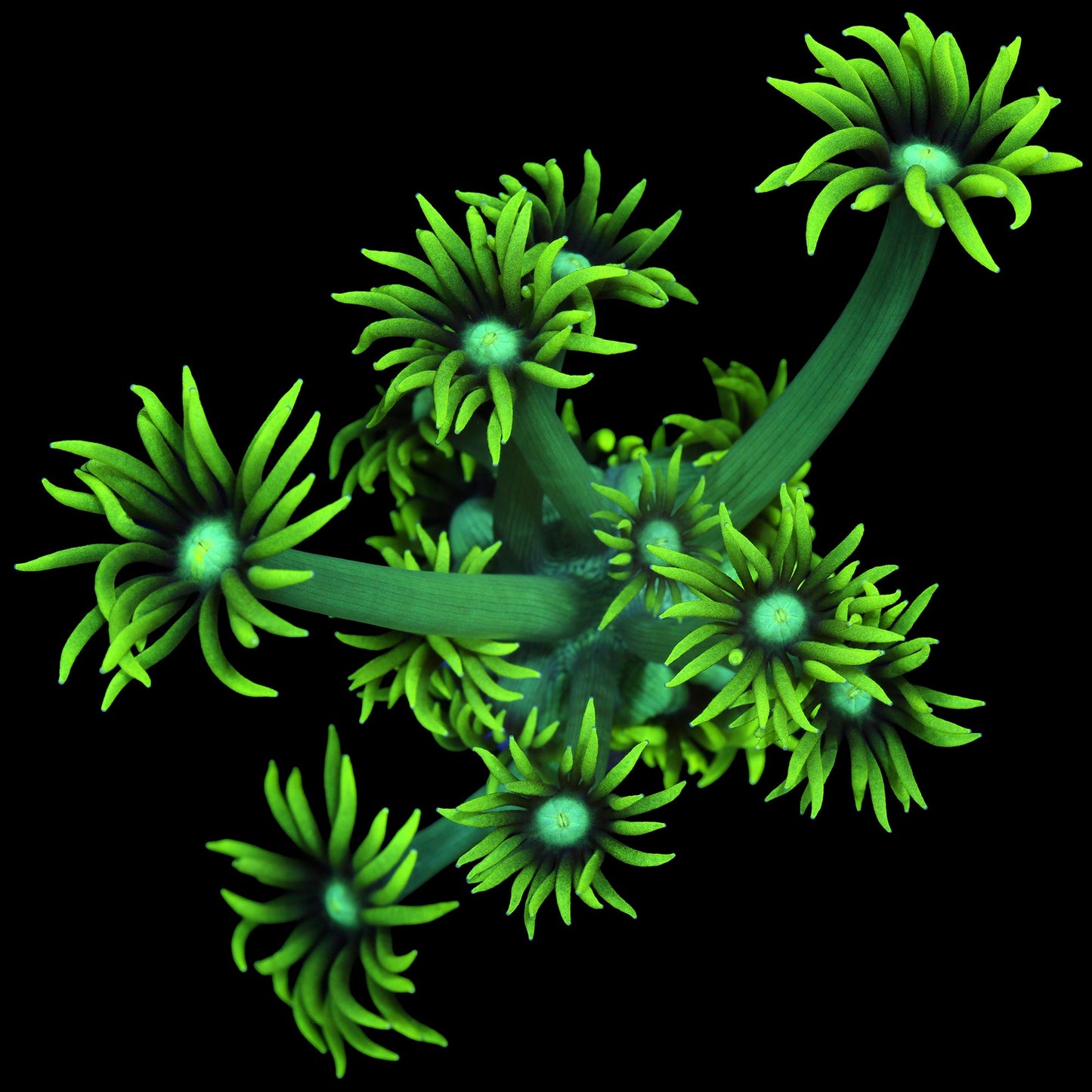 Nuclear Goniopora Coral