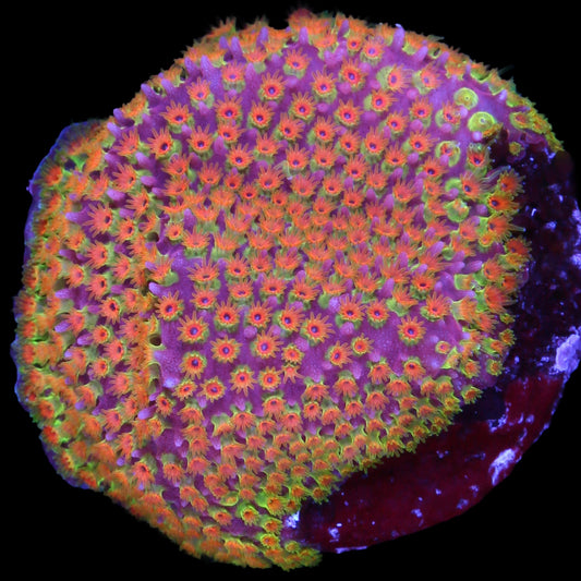 Looney Tunes Stylocoeniella Coral