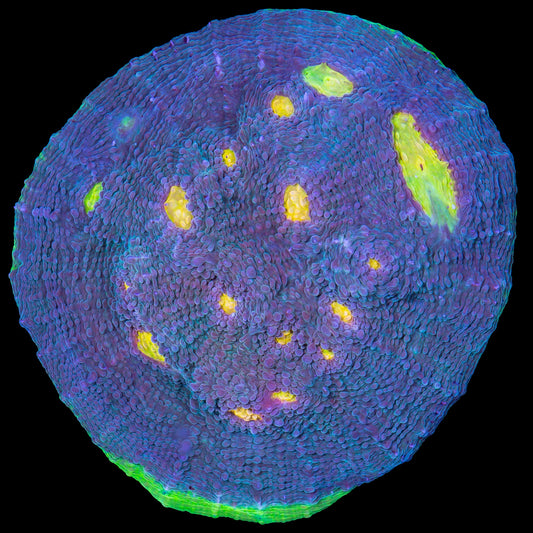 Rainbow Eye Echinophyllia Coral - Body develops Red