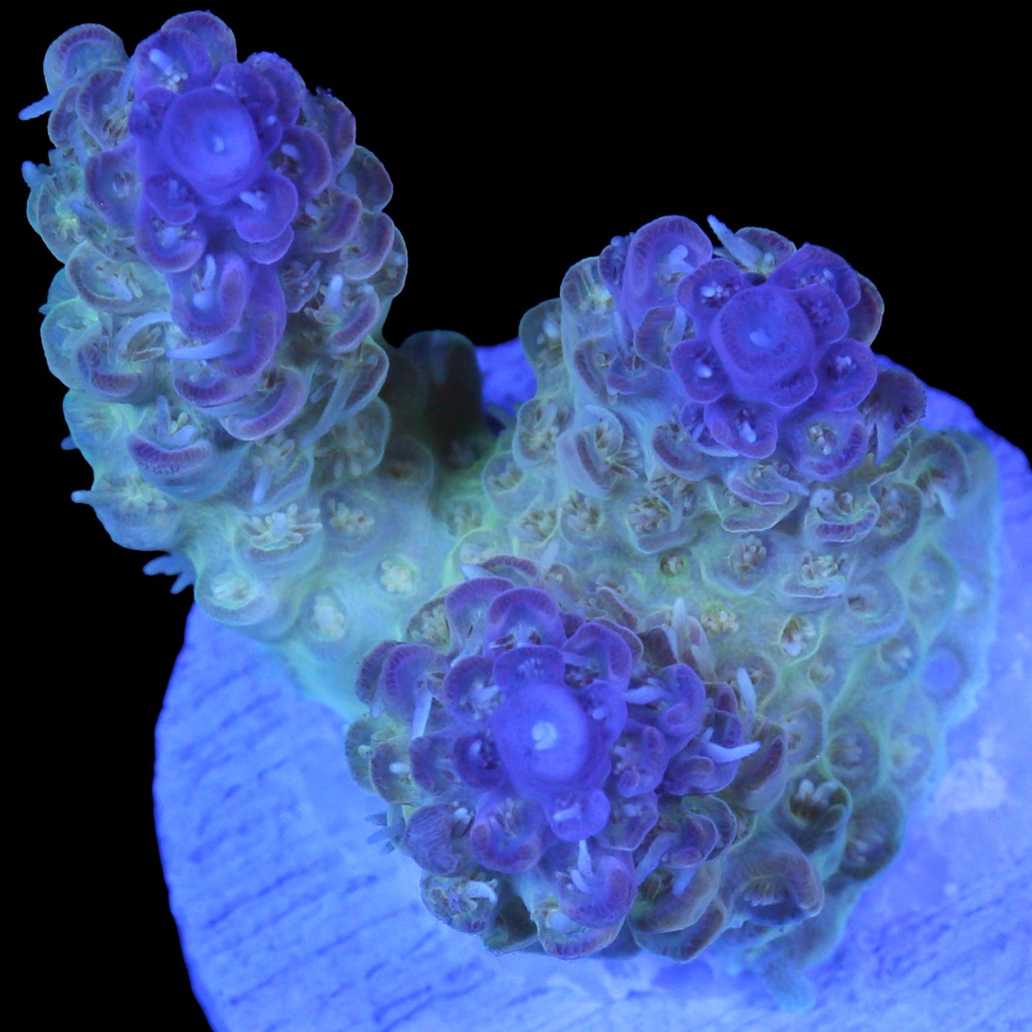 Aussie Pink Tip Tabling Acropora Coral