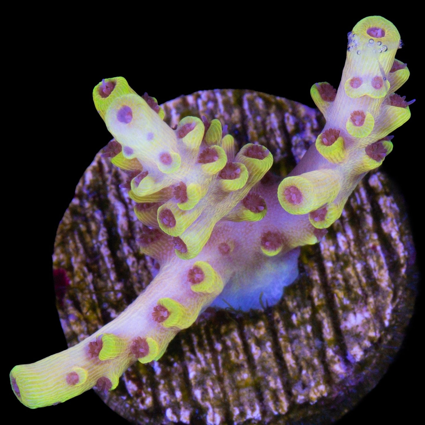 Pink Floyd Acropora Coral