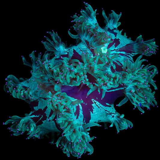 Purple Tip Elegance Coral
