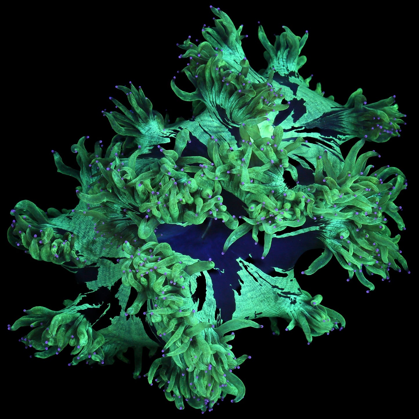 Purple Tip Elegance Coral