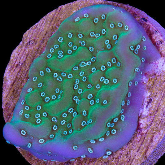 Purple Rim Montipora Undata Coral
