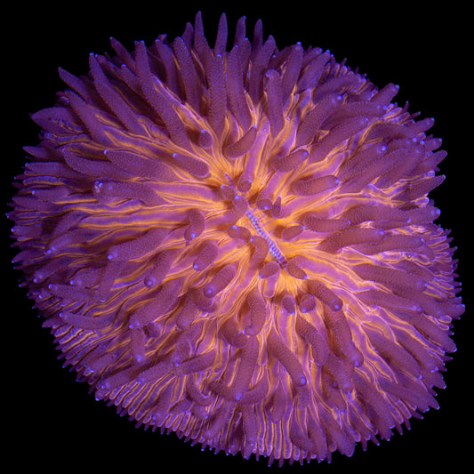 Orange Fungia Plate Coral