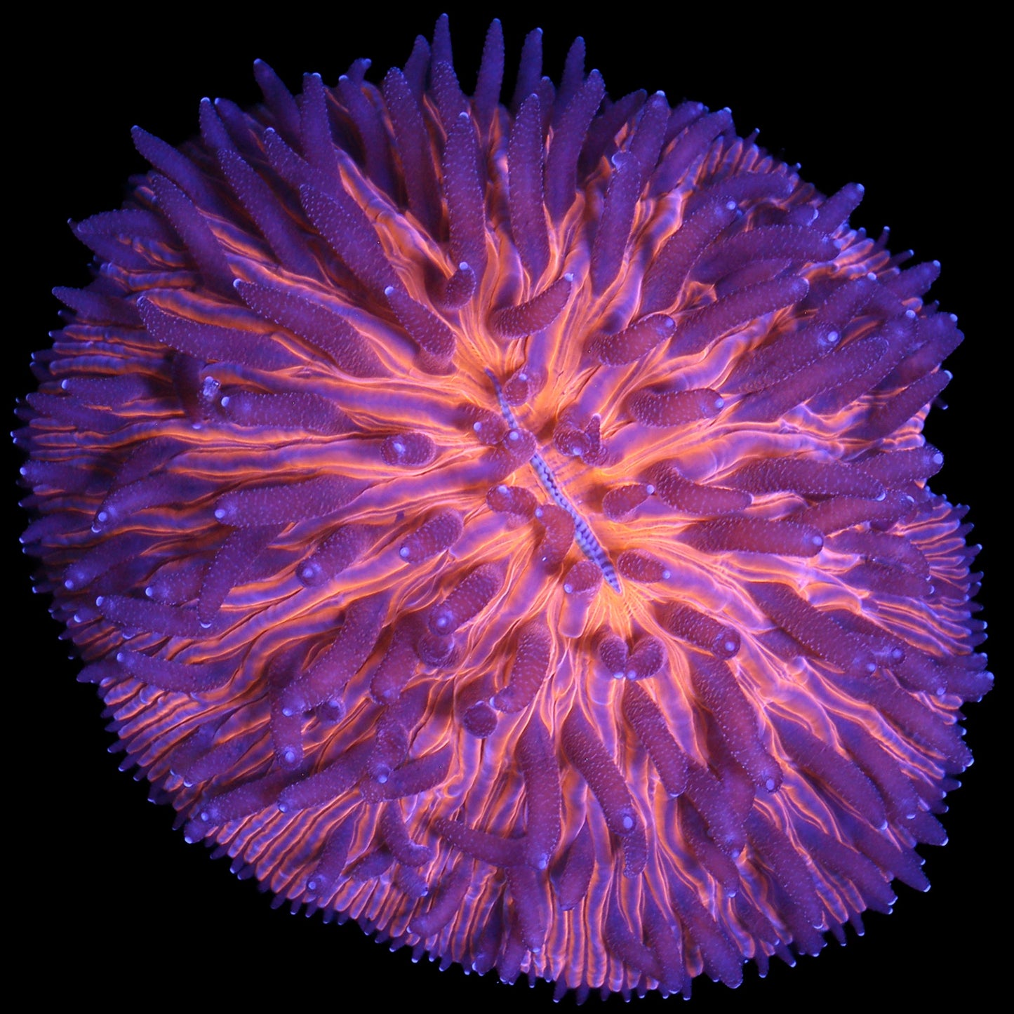 Orange Fungia Plate Coral